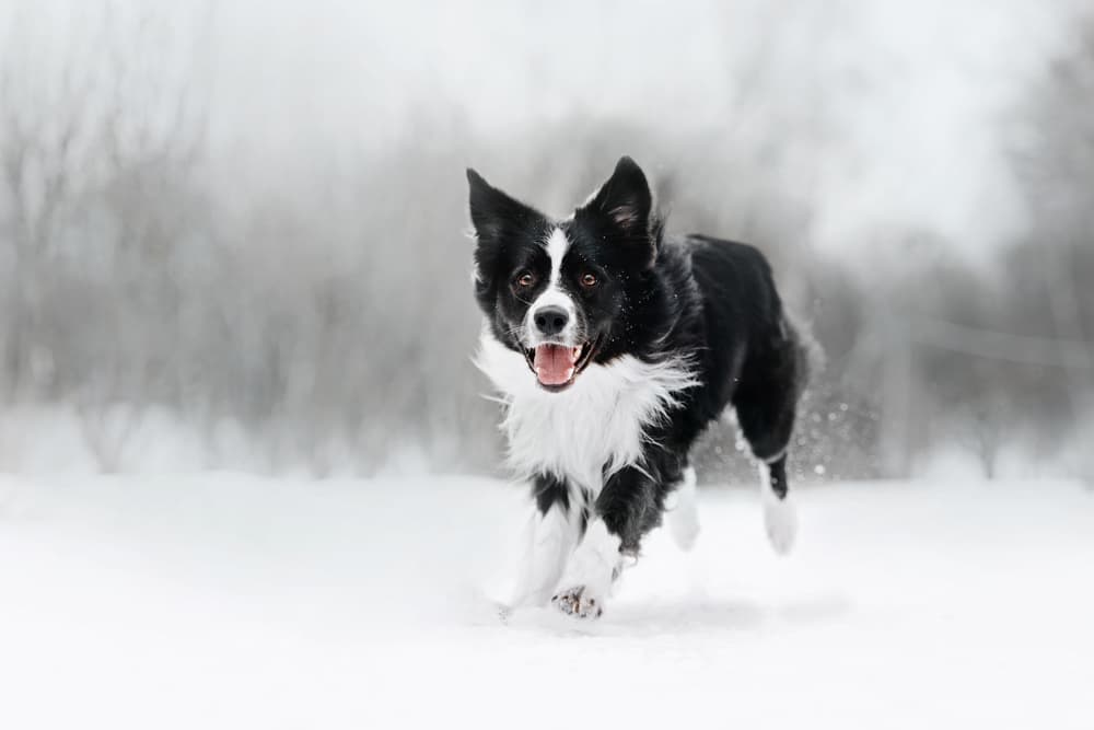 A dog running through the winter snow.