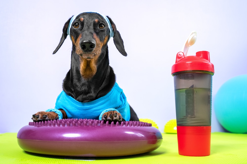 A dog dressed up and laying down by some exercise gear.