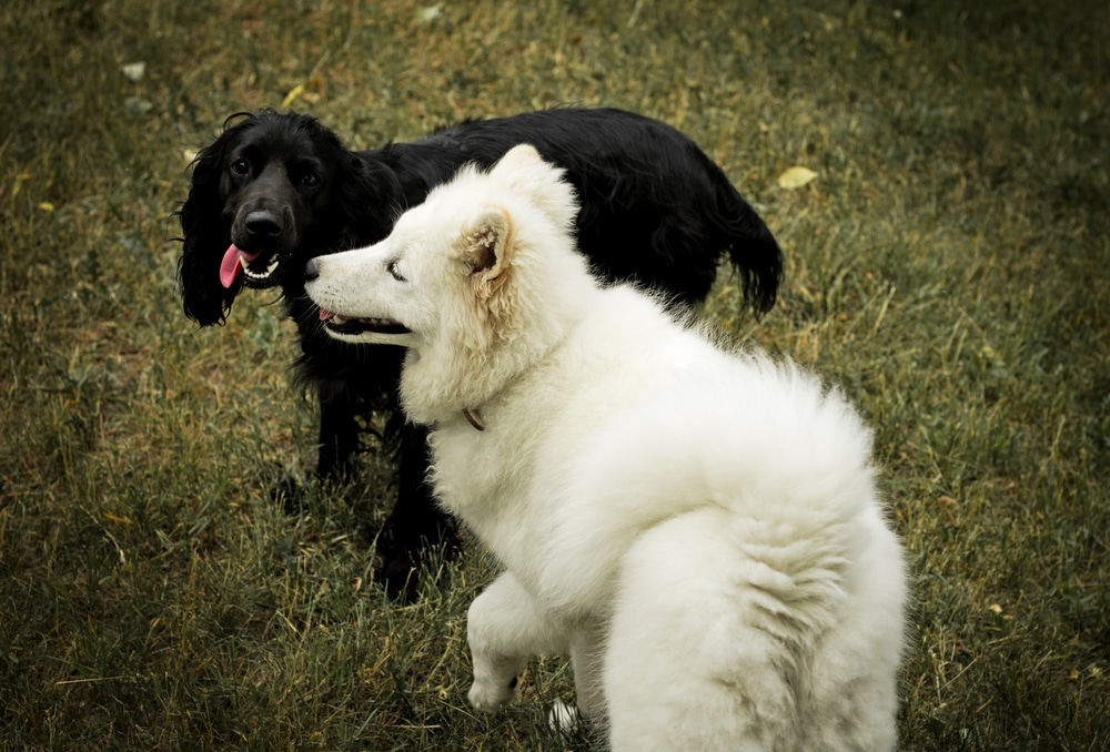 A Samoyed and another dog outside.