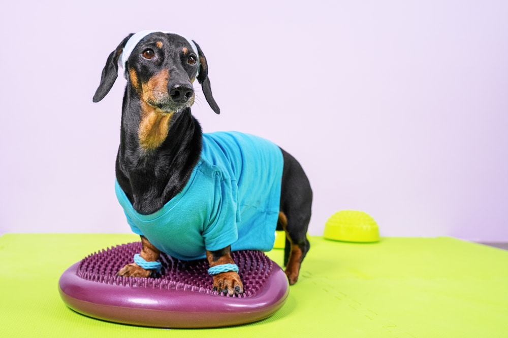 A dog standing on an exercise pad while dressed in some workout clothes.