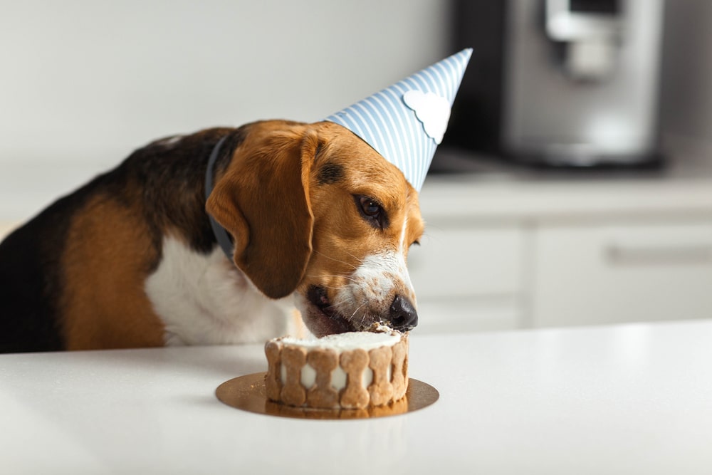A dog eating some of their birthday cake.