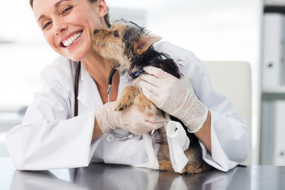 A dog sniffing a vet's face while the vet holds them.