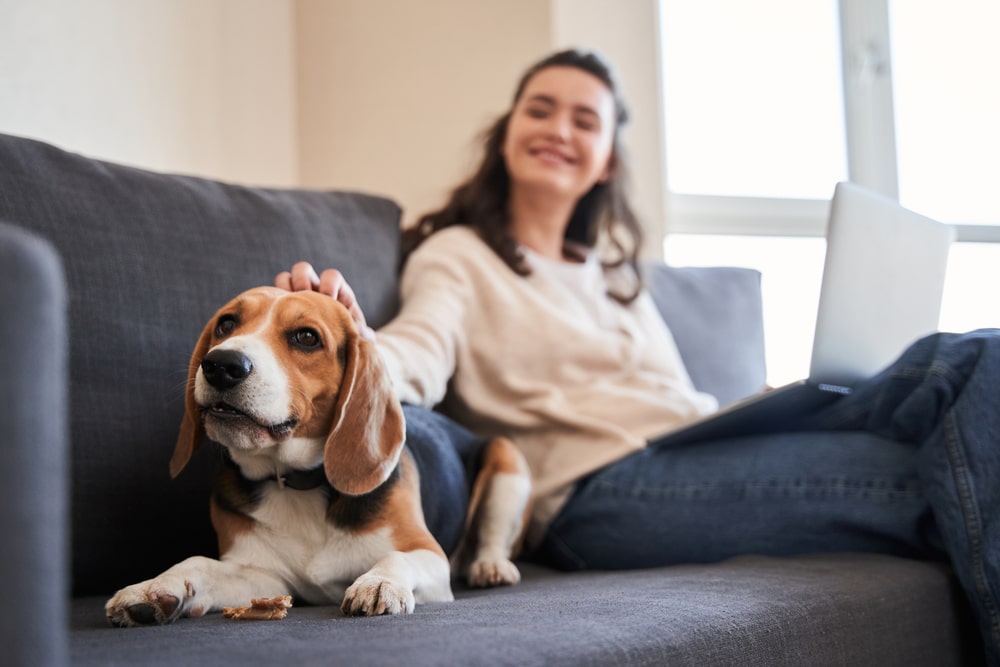 An owner sitting on their couch with their dog and scratching the dog's head.