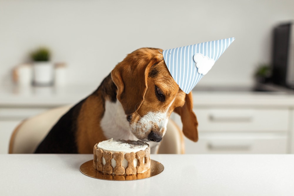 A dog about to eat some more of its birthday cake.