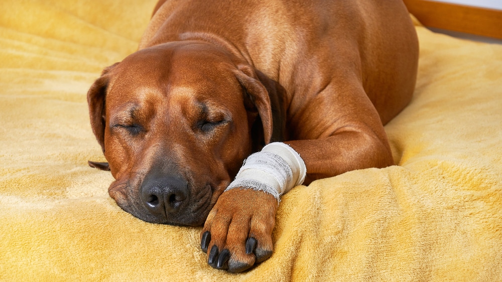 A dog laying down with a bandage over its leg.