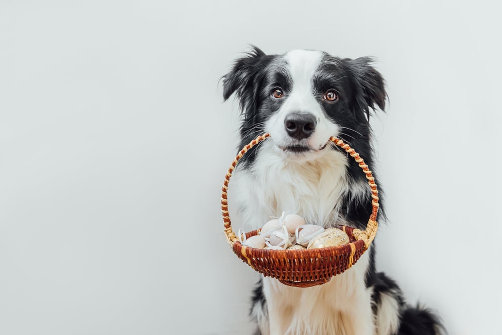 A dog holding a basket of eggs in its mouth.