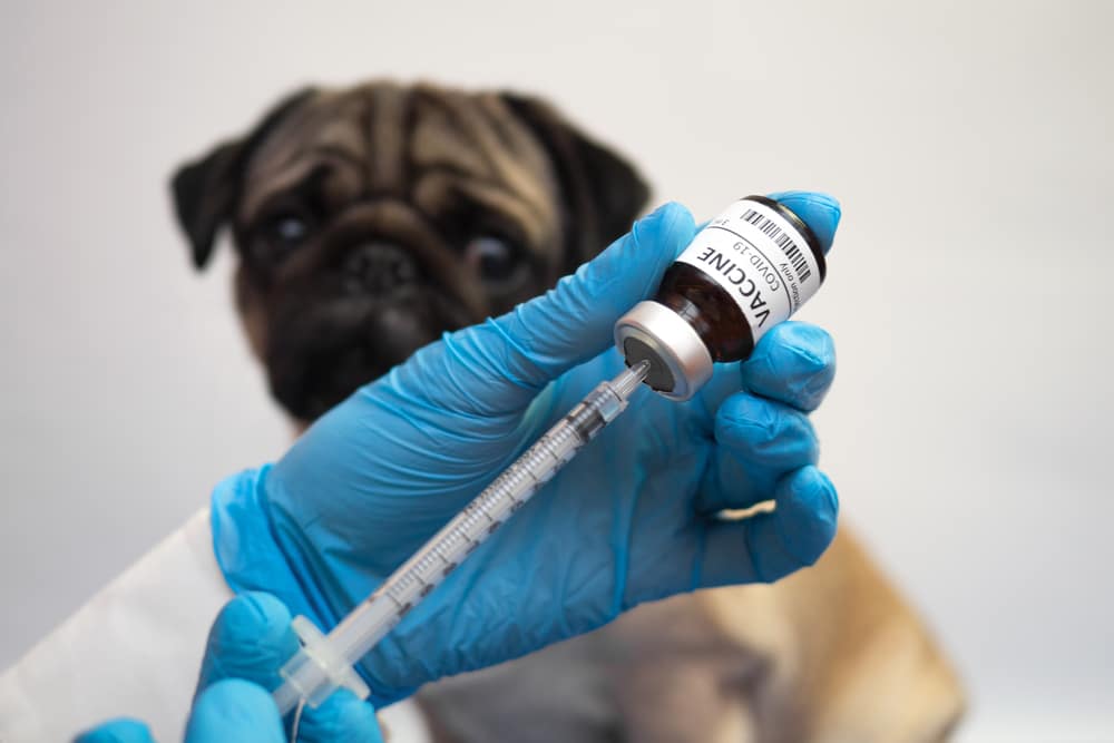 A vet preparing a vaccine for a dog.