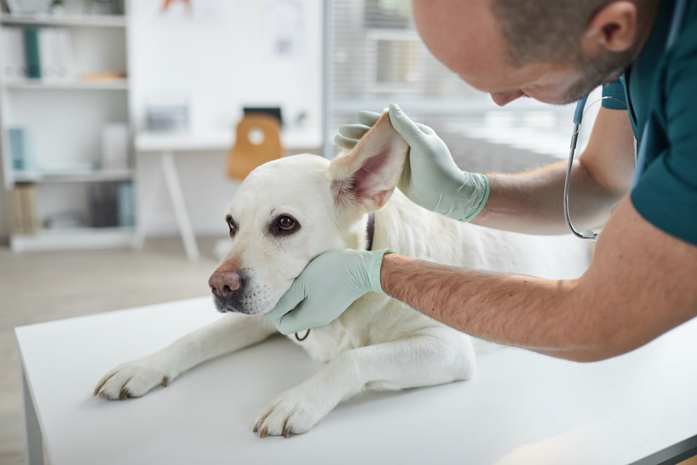A dog getting checked out by the vet.