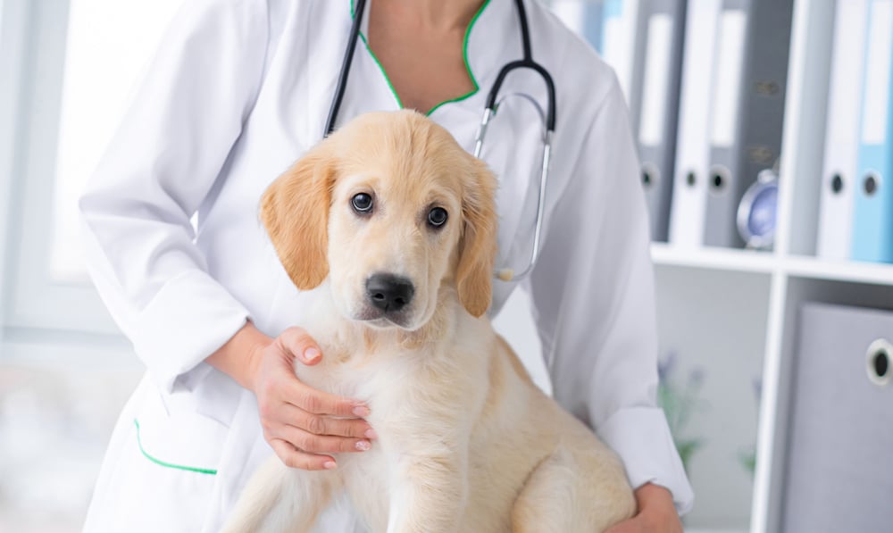 A dog in a vet's office getting checked out by the vet.