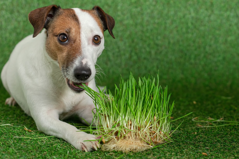 A dog laying down and eating a small patch of grass.