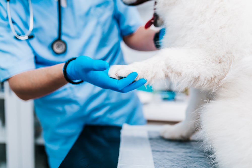 A vet holding a Samoyed's paw during a checkup.