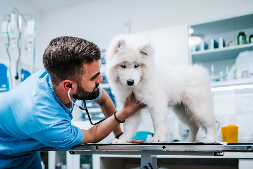 A vet checking out a Samoyed.
