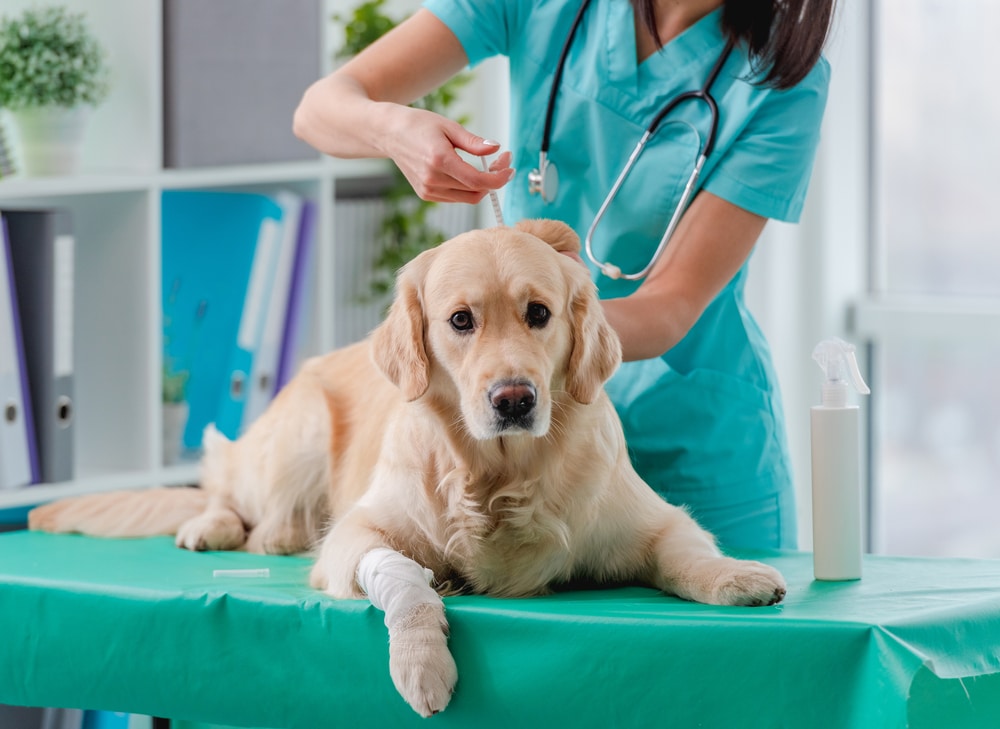A dog getting a vaccination from a vet.