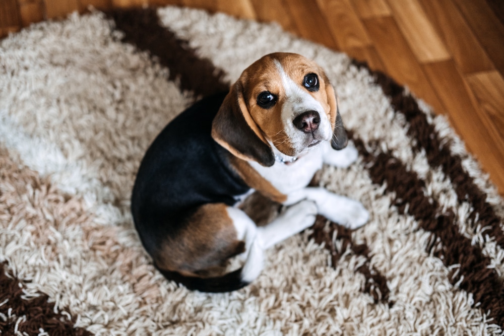 A dog sitting on a carpet and looking up at the camera.