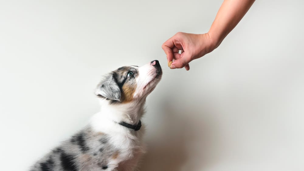 A dog sitting and waiting while an owner holds a treat out to it.