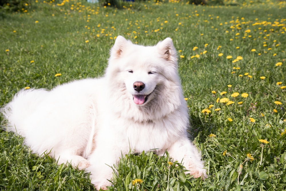 A Samoyed laying down in the grass on a sunny day.