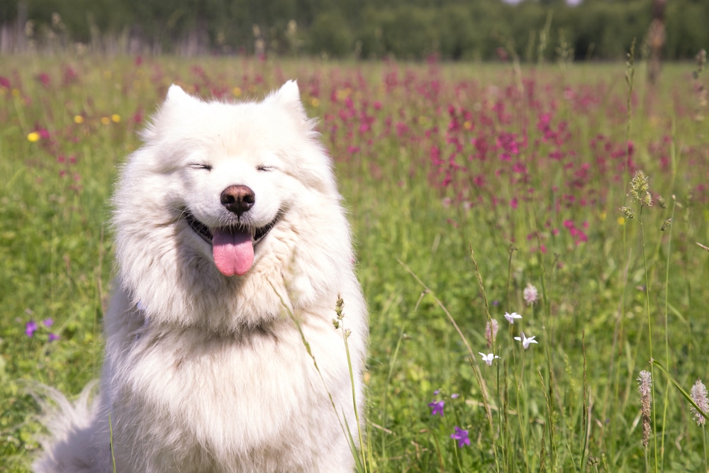 A Samoyed outside in a field.