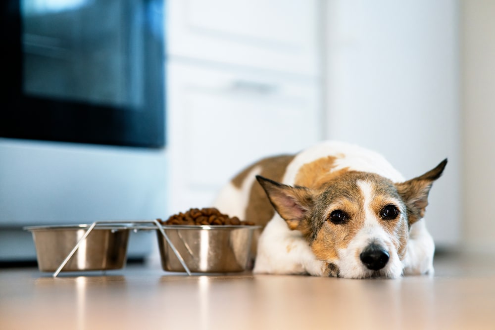 A dog laying down next to a food bowl and a water bowl.