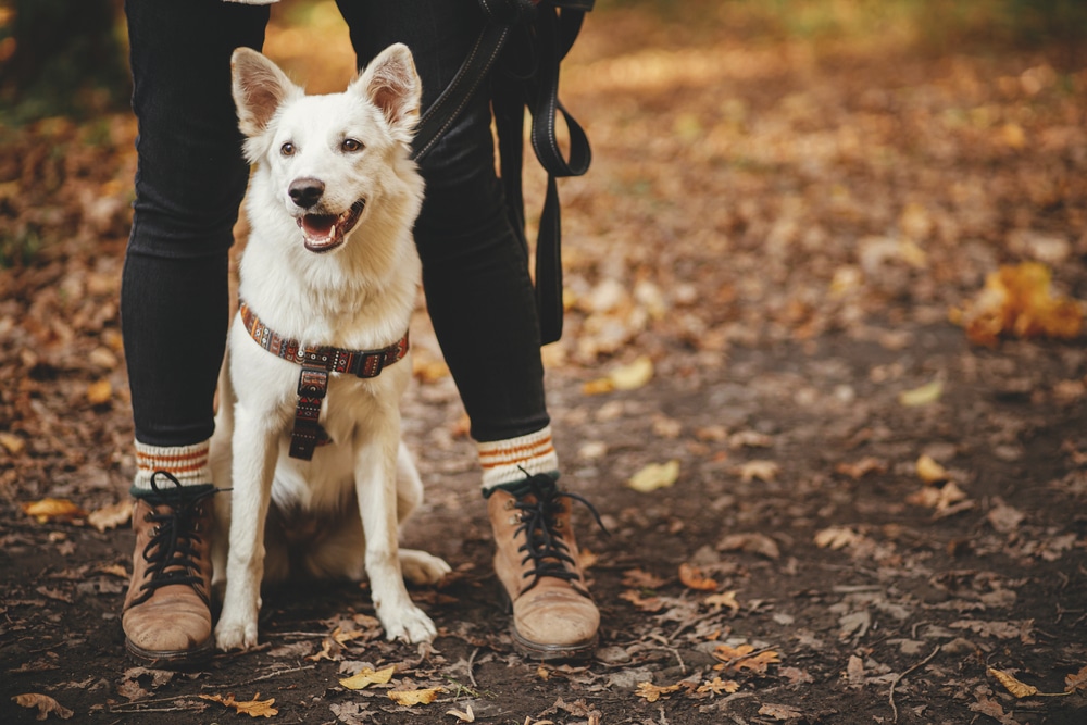 A leashed dog sitting between its owner's legs while they're outside.