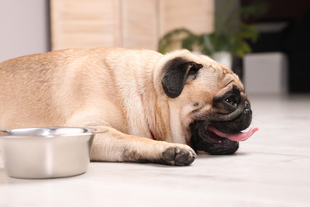 A dog laying down by a bowl and panting.