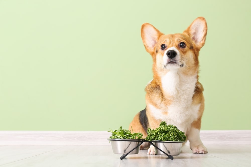A Corgi dog standing by a bowl of herbs.