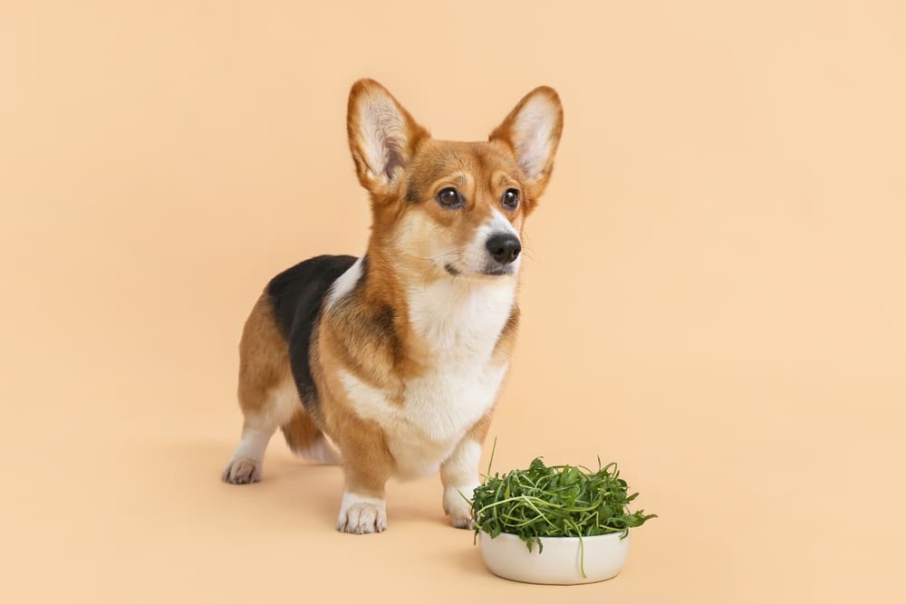 A Corgi dog standing by a bowl of herbs against an orange-yellow background.