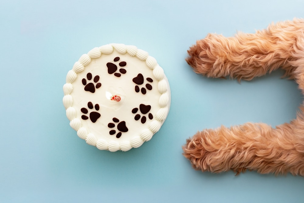 A dog's paws beside some cake on a blue background.