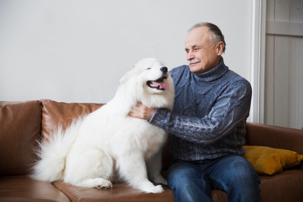 An elderly person petting their Samoyed while on a couch.