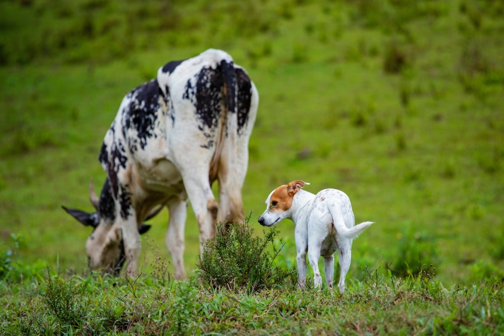 A dog standing next to a cow outside.