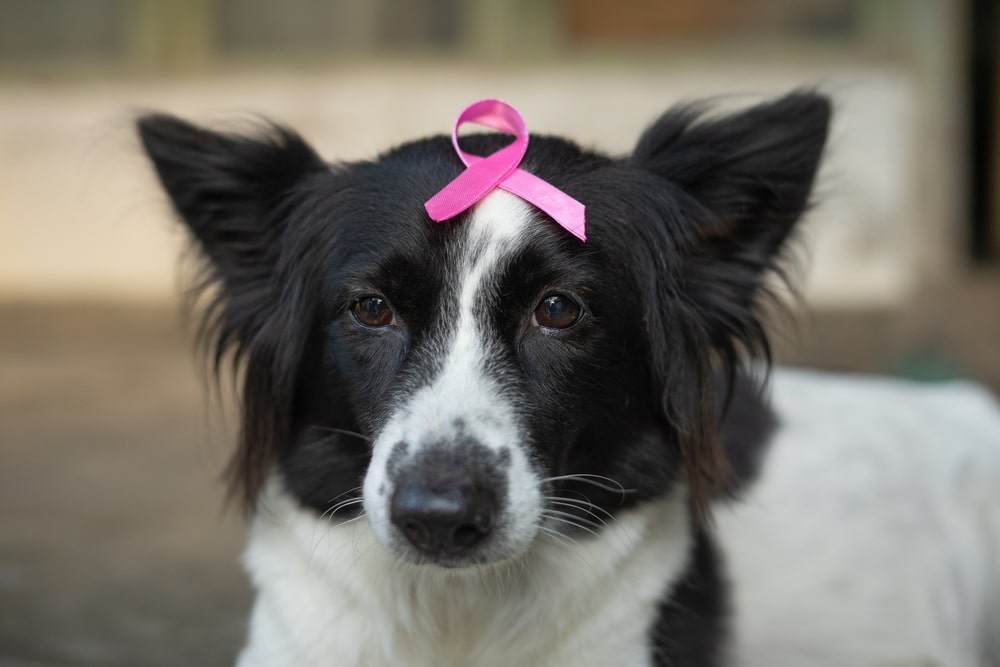 A dog with a breast cancer awareness pink ribbon on its head.