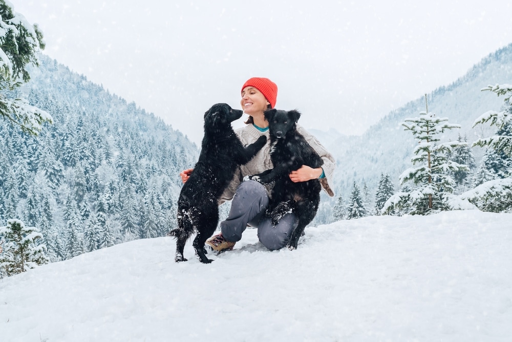 Dogs loving on their owner in the winter.