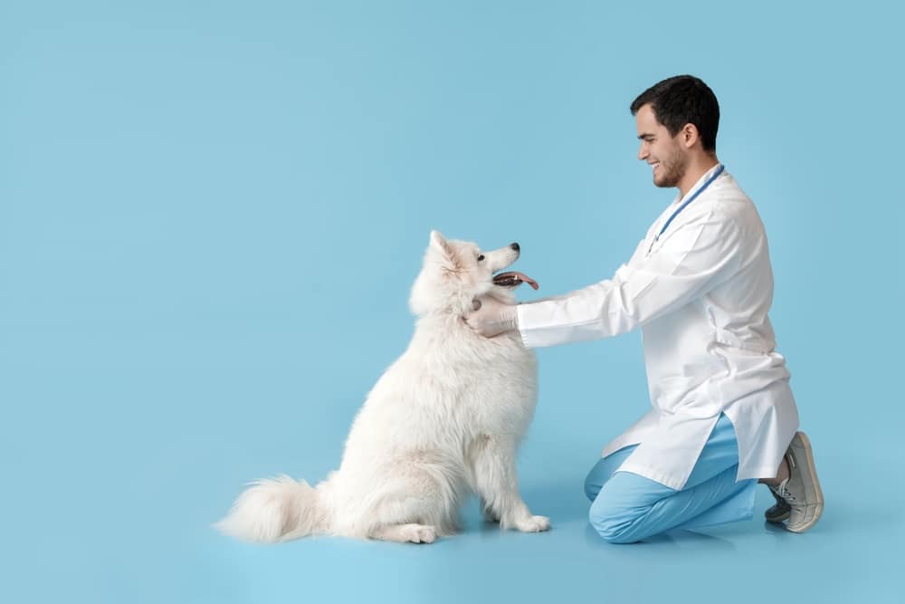 A vet kneeling down and checking out a sitting Samoyed.