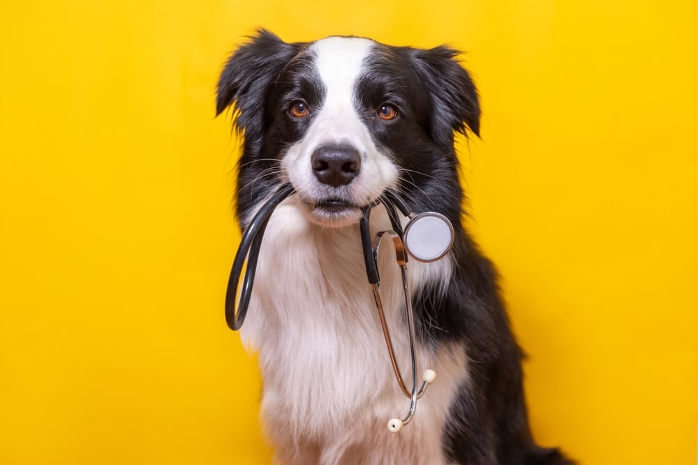 A dog sitting and holding a stethoscope in its mouth.