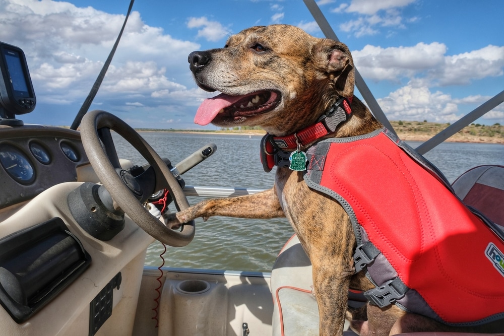 A dog sitting in a moving boat.