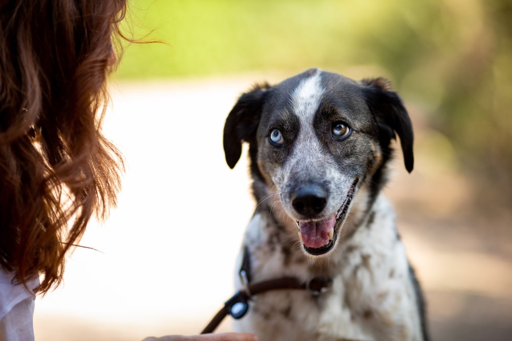 A dog sitting down outside and making eye contact with its owner.