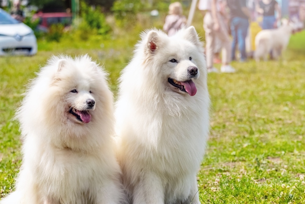 A pair of Samoyeds sitting outside next to each other.
