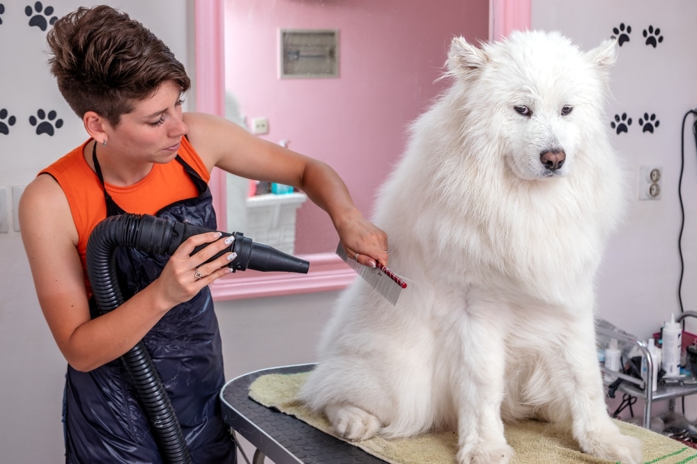 A professional groomer blow drying and combing a Samoyed's fur.