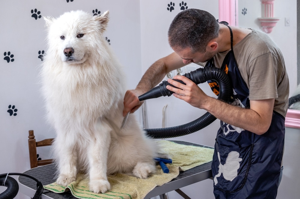 A professional groomer grooming a Samoyed.