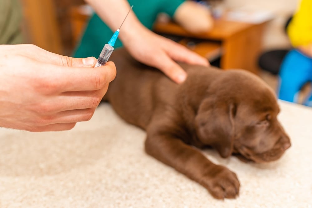 A puppy about to get a vaccine shot.