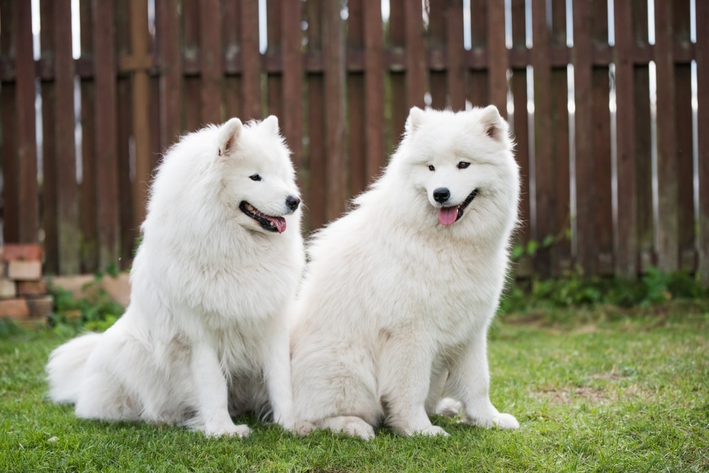 Two Samoyeds sitting in a backyard together.