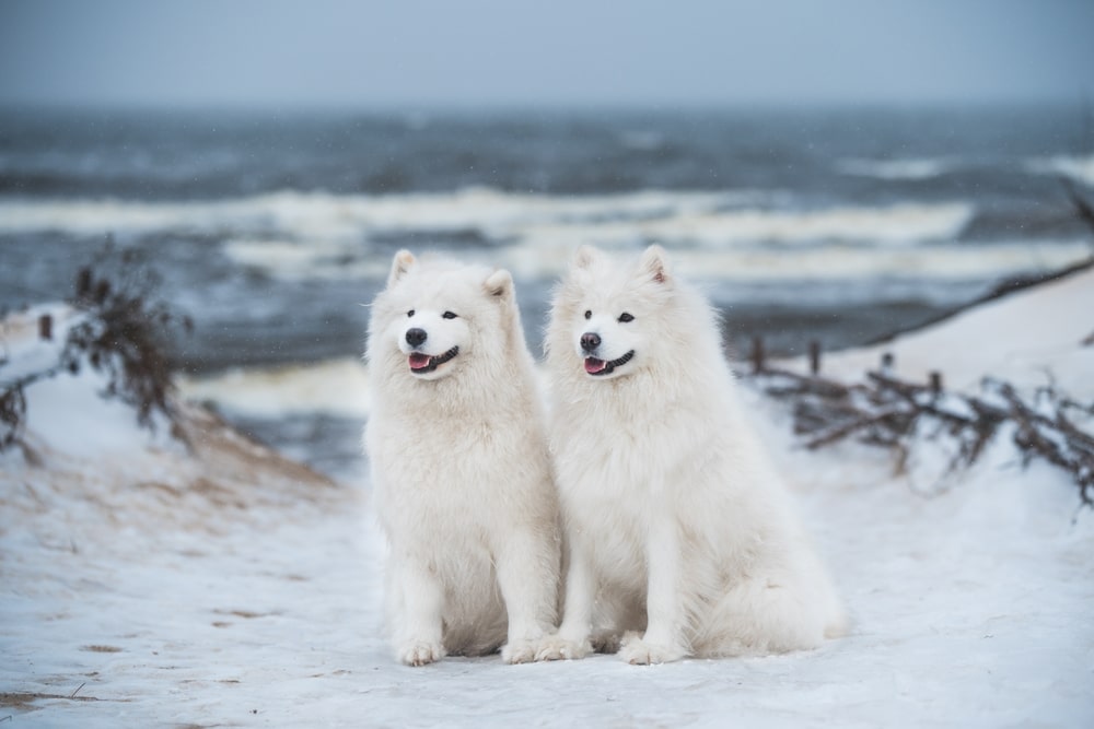 Two Samoyeds sitting together in the snow.