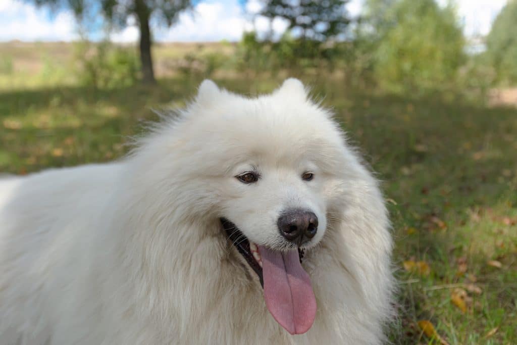 A closeup of a Samoyed standing outside.