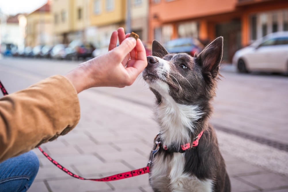 An owner rewarding their dog while they're on a sidewalk.