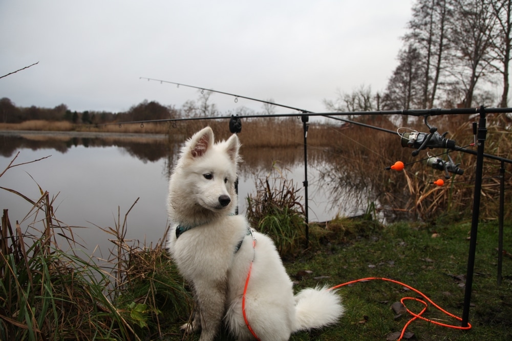 A Samoyed sitting by a lake and some fishing rods.