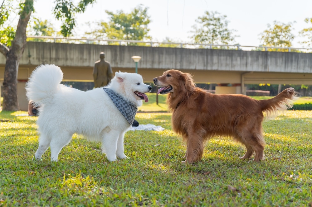 A Samoyed standing in a backyard with another dog.