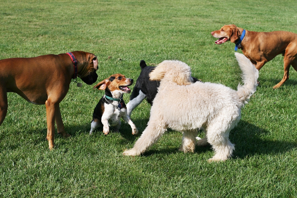 A group of dogs playing in a dog park.
