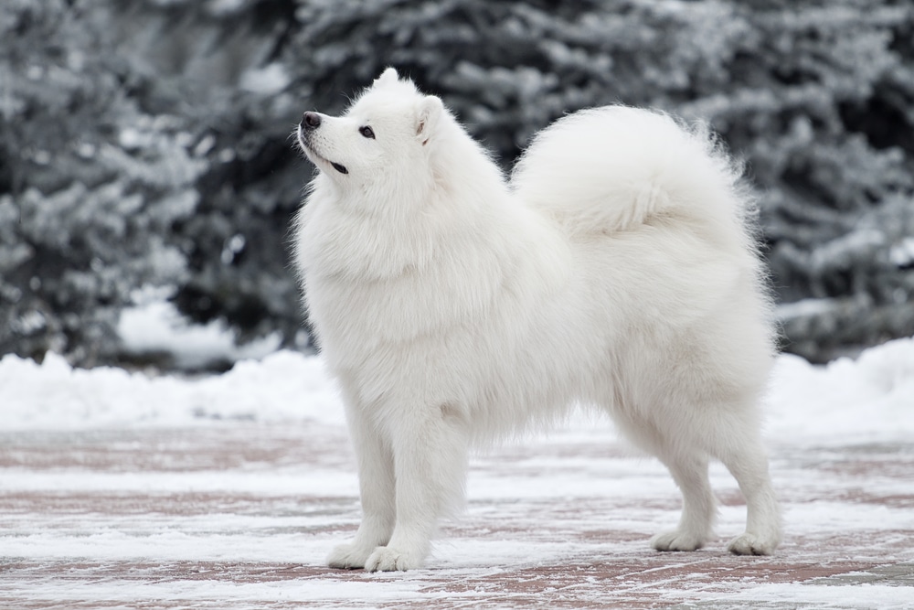 A Samoyed standing outside in the snow.