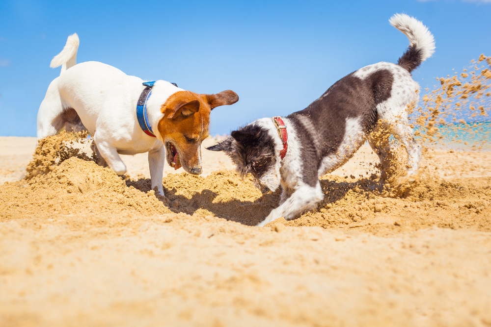 Two dogs digging in the sand.