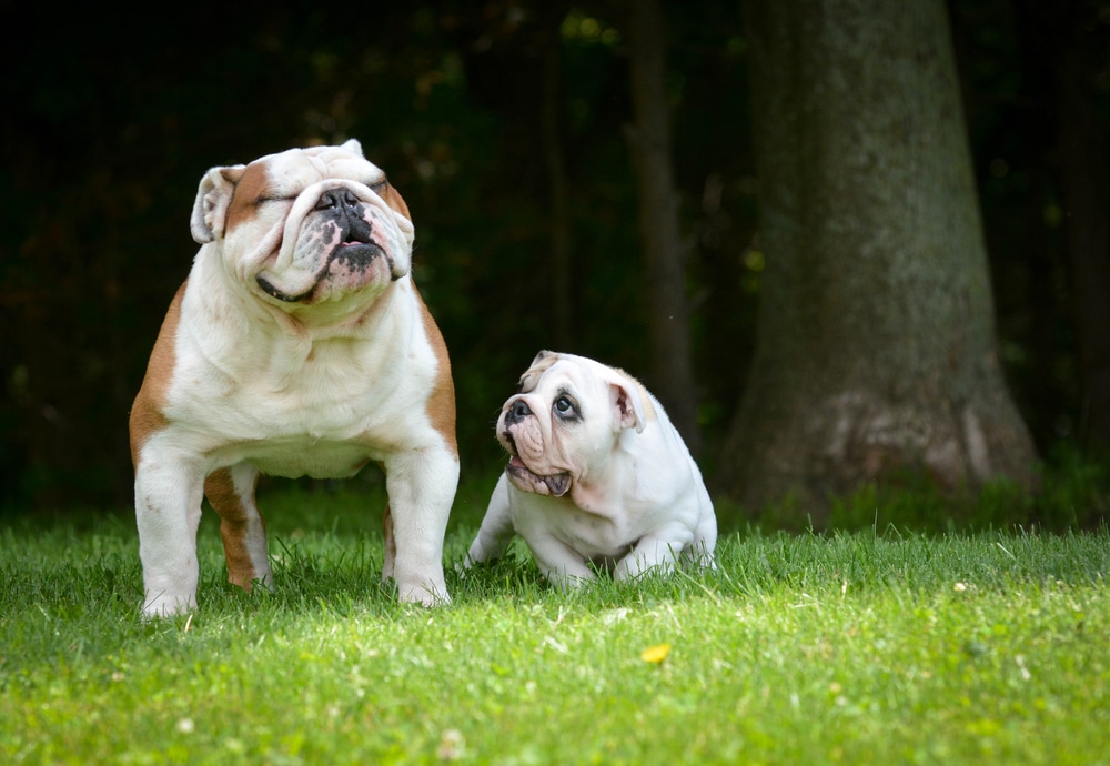 A puppy looking up to an adult dog outside.