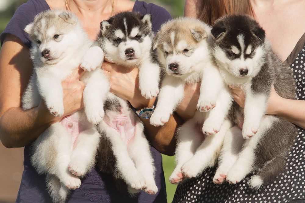 Some breeders holding their puppies.